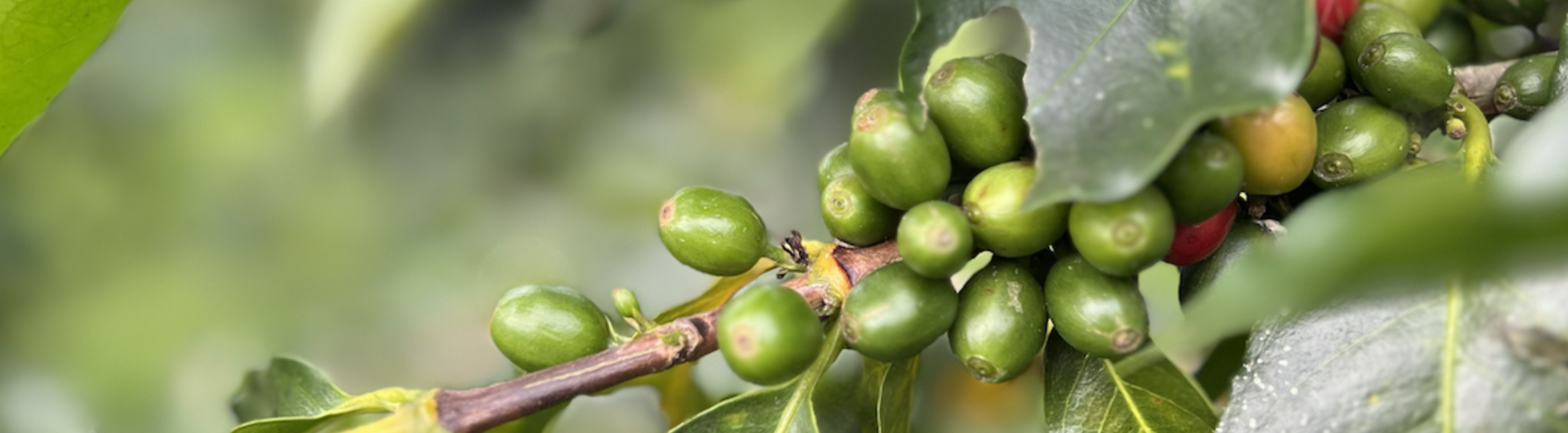 Close up of a branch from a coffee plant with green coffee fruit attached.